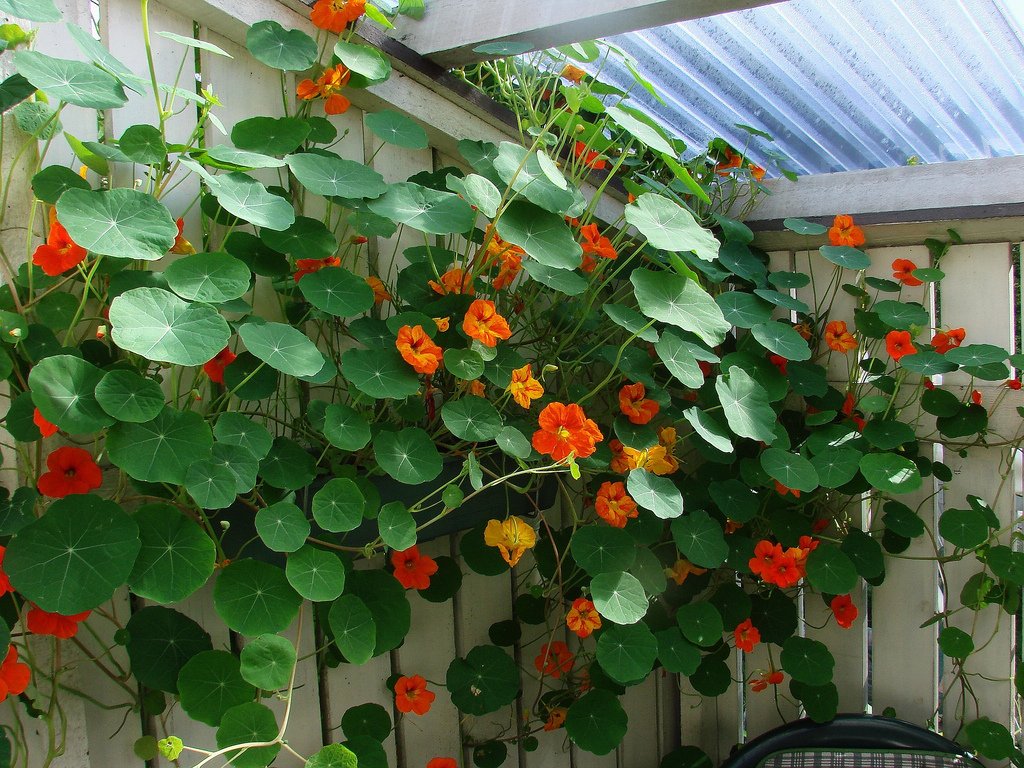 Creative Farmer Flower Seeds : Nasturtium Jewel Mixture Flower Seeds Home Gardeners Pack Garden [Home Garden Seeds Eco Pack] Plant Seeds (B078RG7VMX) Amazon Price History, Amazon Price Tracker