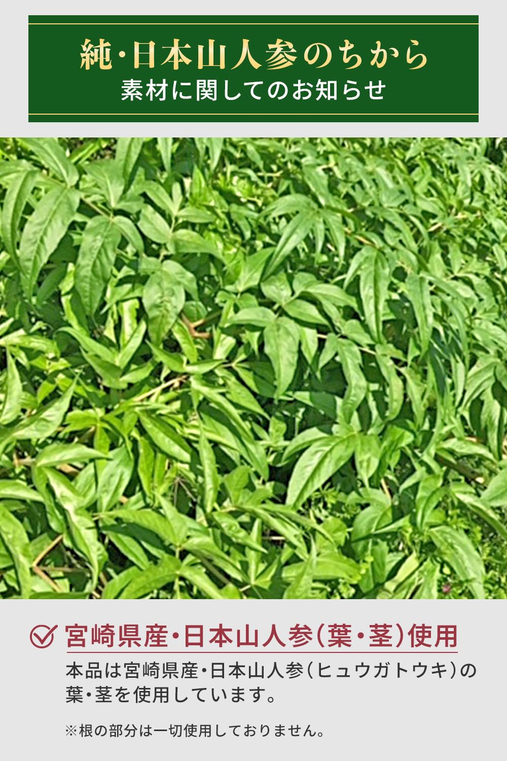Amazon | 【管理栄養士監修】日本山人参 日向当帰 ヒュウガトウキ 葉と