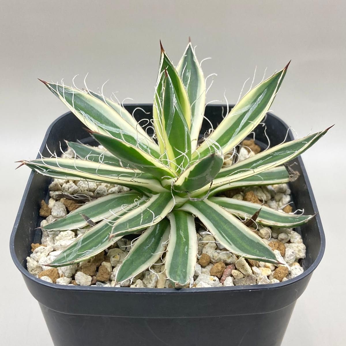 Amazon.co.jp: Agave アガベ フィリフェラ 白糸の王妃錦 黄覆輪斑 優良 