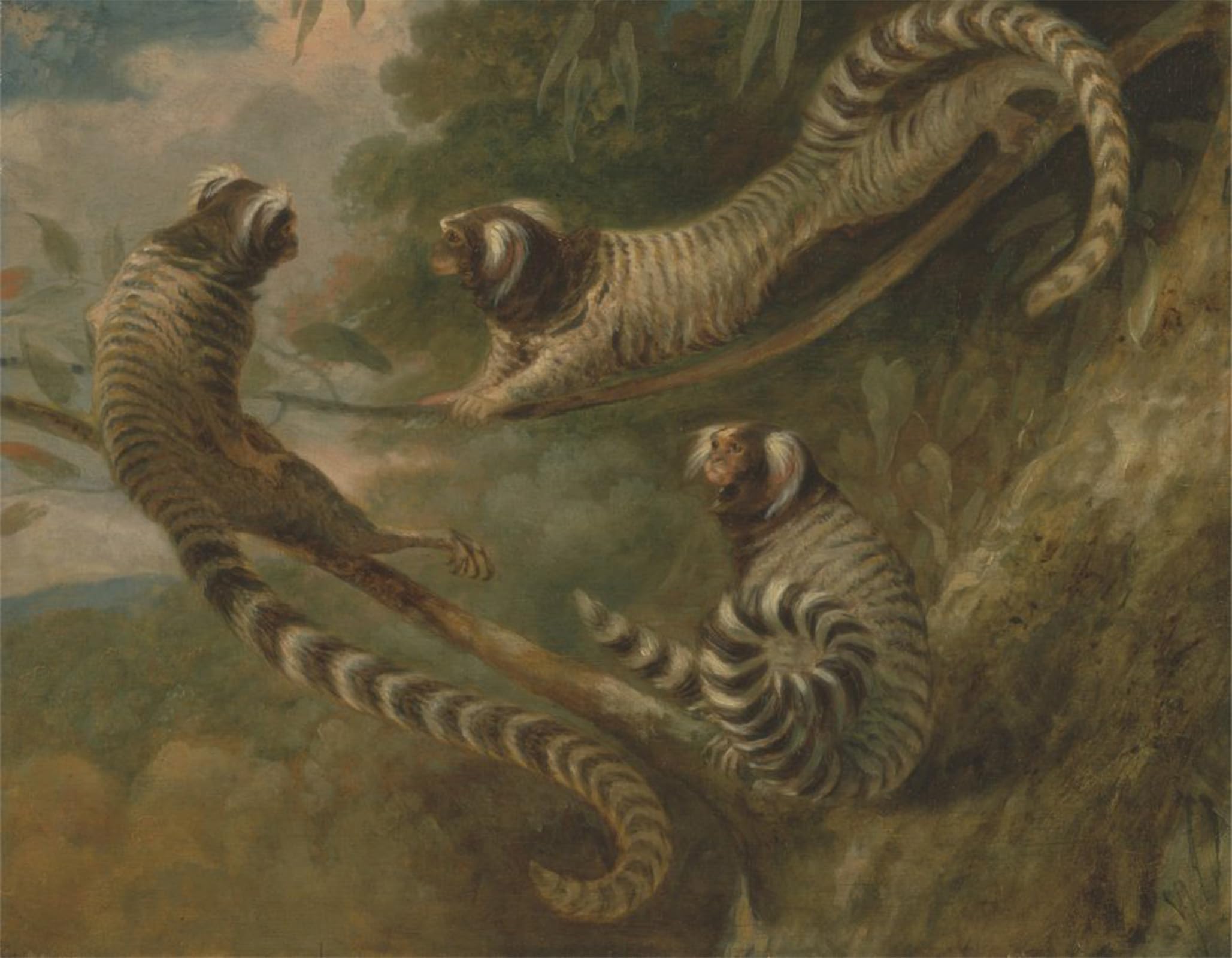 ARTXLXXBN Famous Print Painting Colorful Art Print a Marmoset in Three Attitudes by George Garrard Canvas Art Decorations for Home Decor 60x90cm