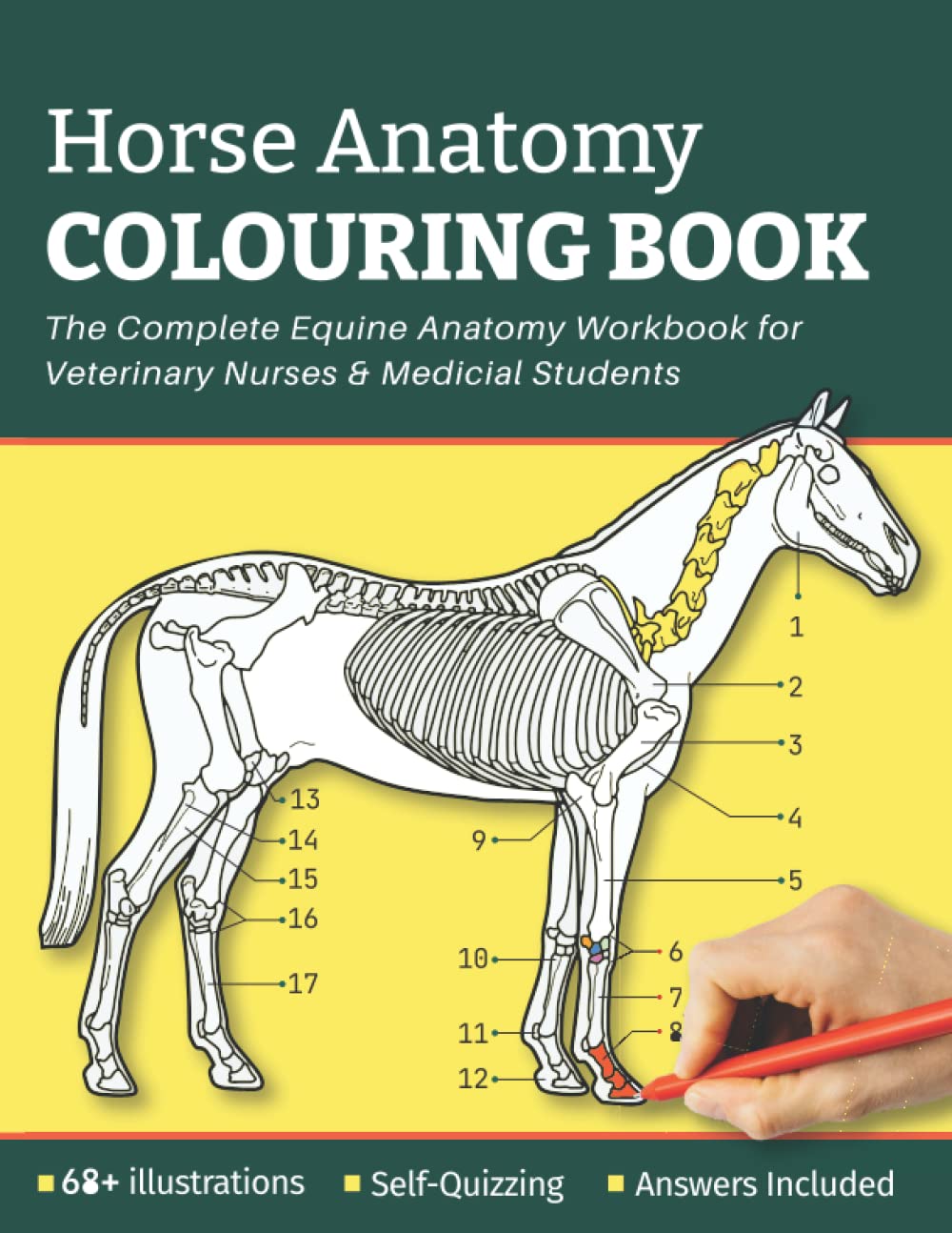 Horse Anatomy Colouring Book - The Complete Equine Anatomy Worbook For Veterinary Nurses and Medical Students: The Perfect Gift for Girls, Horse Lovers, Adults & Equestrians