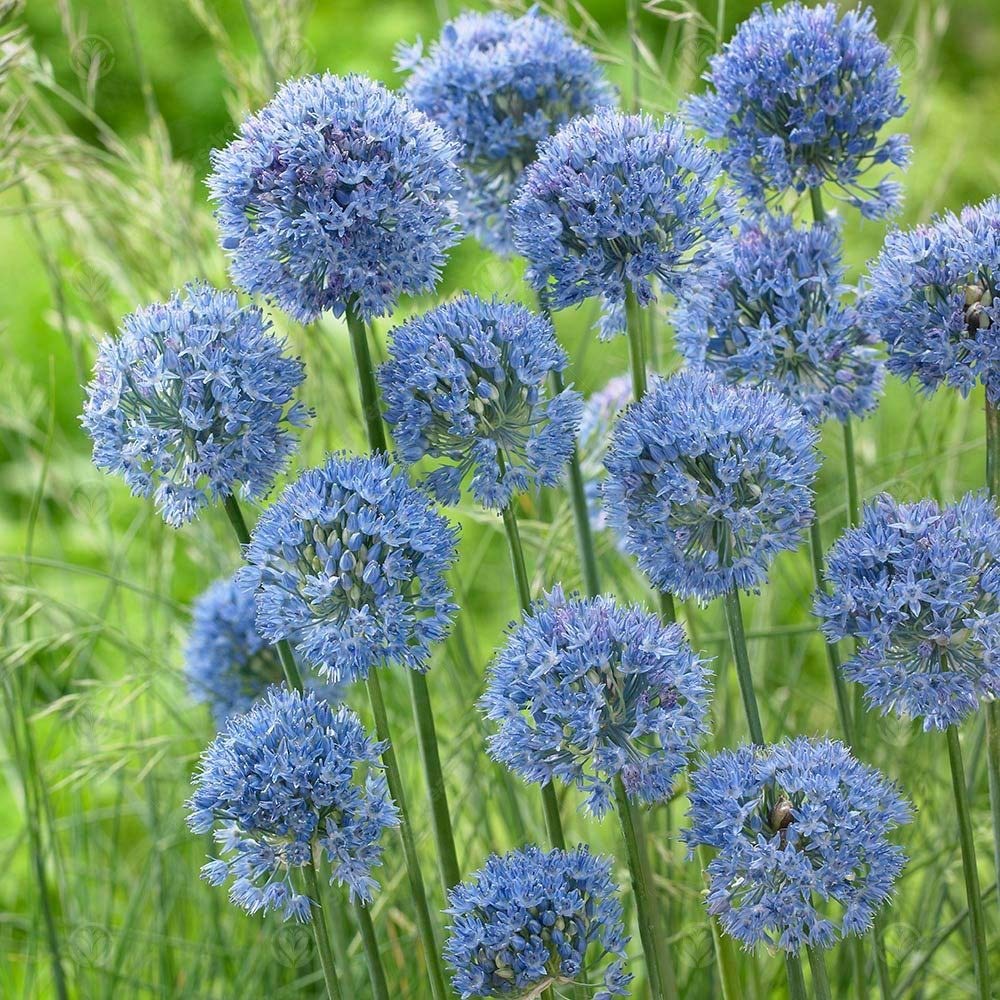 Allium Caeruleum Early Spring Flowering Garden Bulbs (10 Bulbs)