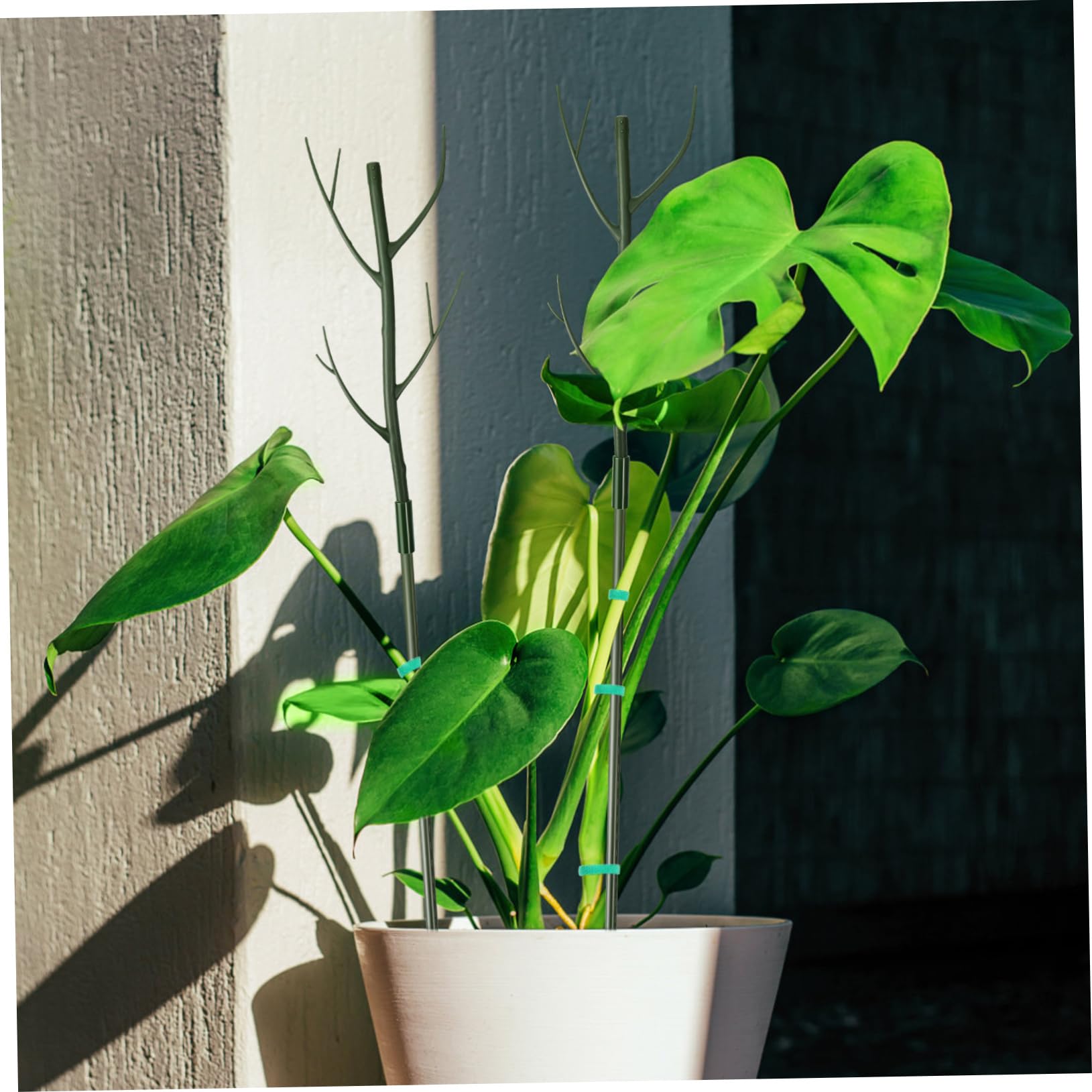 Toyvian Tuteur pour Plante Monstera Support Tige Plante Intérieur Kit Tuteurs Jardin avec Pinces Et Attaches Torsadées