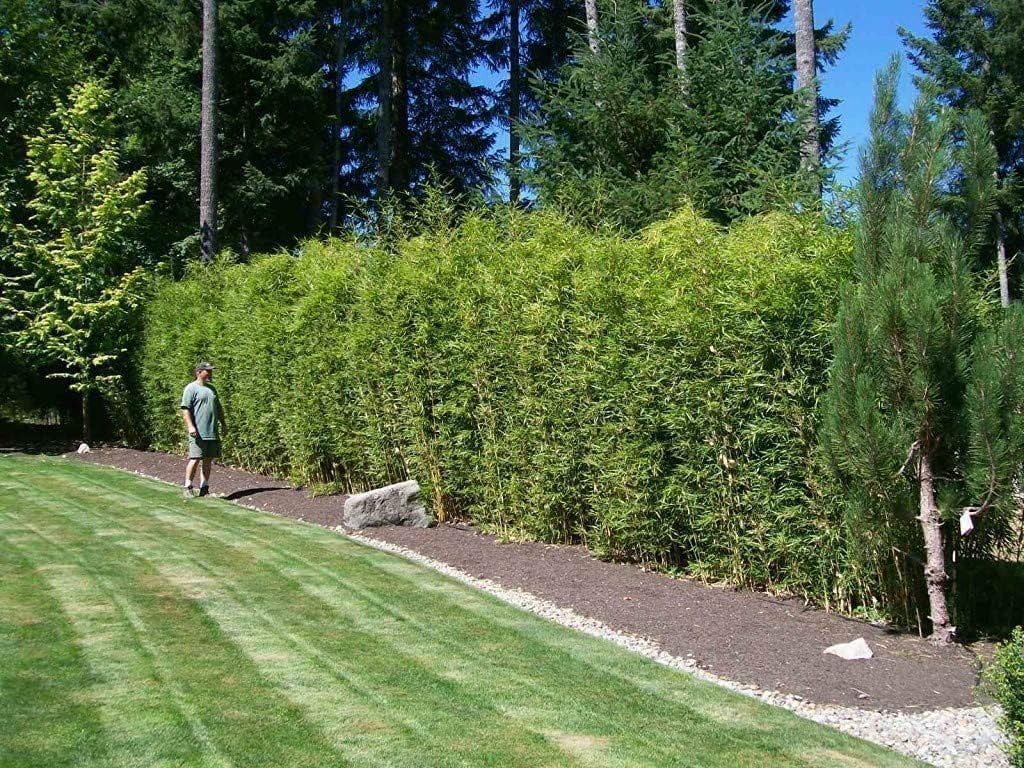 Amazon.com : Golden Hedge Bamboo | 1 Extra Large Trade 3 Gallon