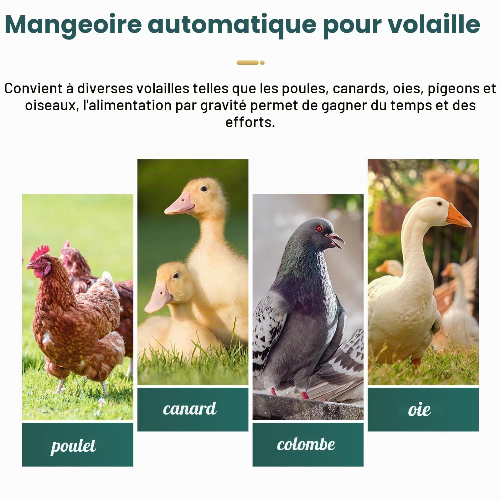 Mangeoire Automatique pour Poules de 25LBS Sans Déchets Mangeoire à Volaille avec Pelle Montage Mural Distributeur de Nourriture pour Volailles