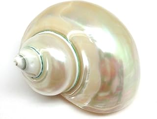PEPPERLONELY 1 PC Polished White Jade Turbo Sea Shell, Hermit Crab Sea Shells, 4 Inch ~ 5 Inch