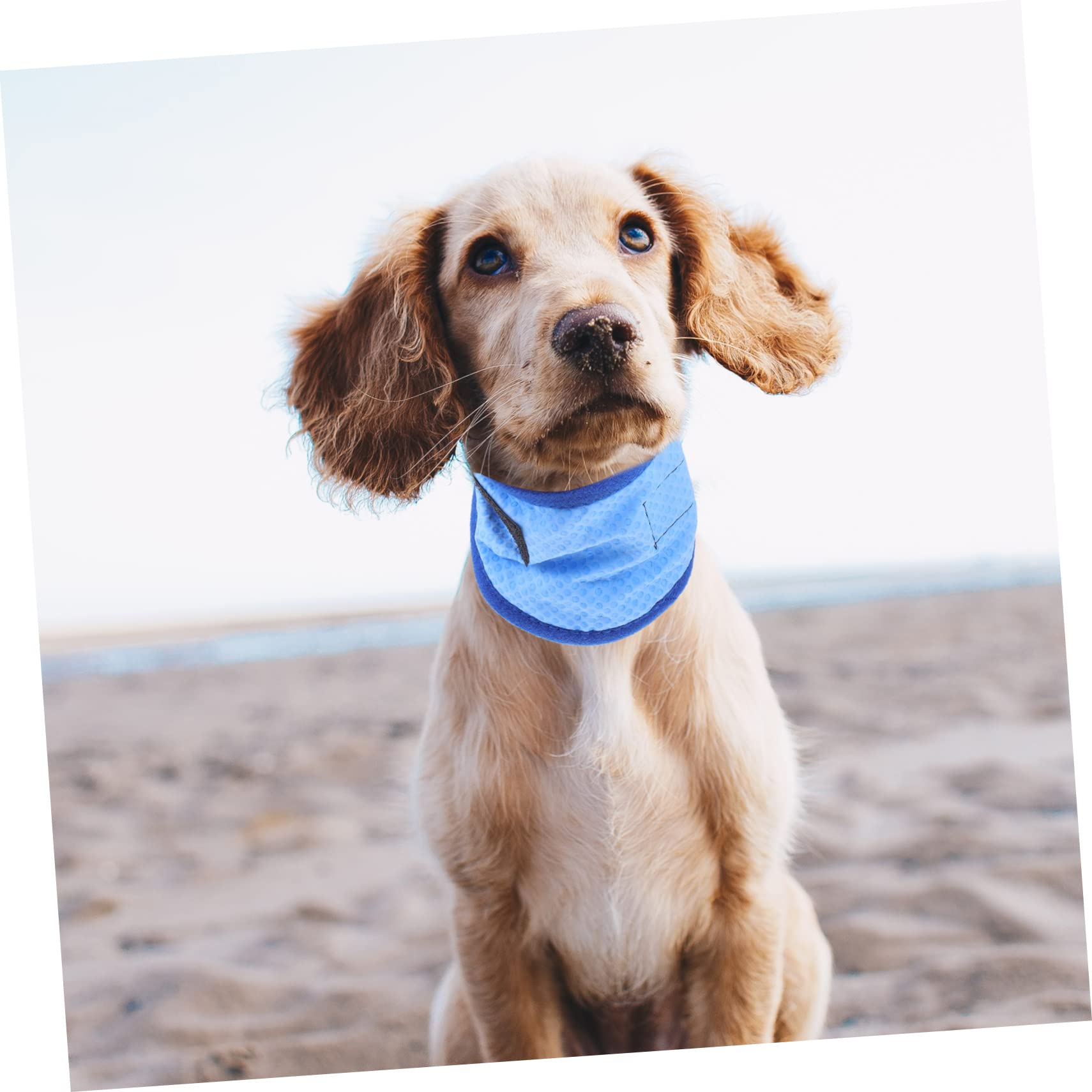 ABOOFAN Lot De 4 Bandanas Rafraîchissants pour Chiens Adorables À Usage Unique avec Écharpe Décorative pour Chat Incluse