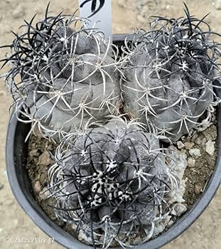 Amazon.co.jp: NO.1 コピアポア グリセオビオラセア カキコ 栗星玉