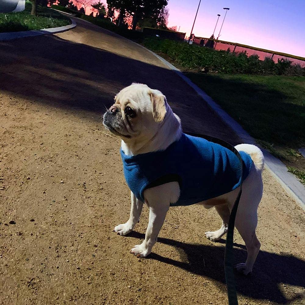 Gooby - Stretch Fleece Vest, Pullover Fleece Vest Jacket Sweater for Dogs, Steel Blue, Medium - 4