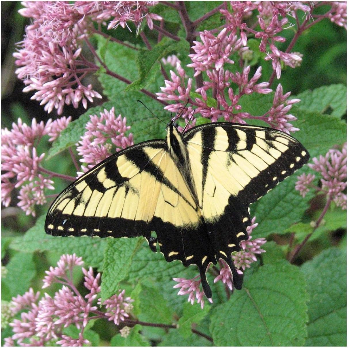 Everwilde Farms - 1/4 Lb Joe Pye Weed Native Wildflower Seeds - Gold Vault