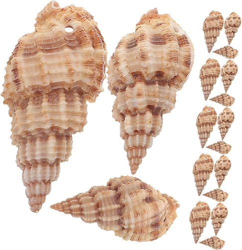 Miniatura 3 de NOLITOY 3pcs 1 Natural Conch Sea Animal Figurine Beach Coastal Ornament Beach Themed Decorations Sea Animal Ornament Miniatures Beach Shell Scallop