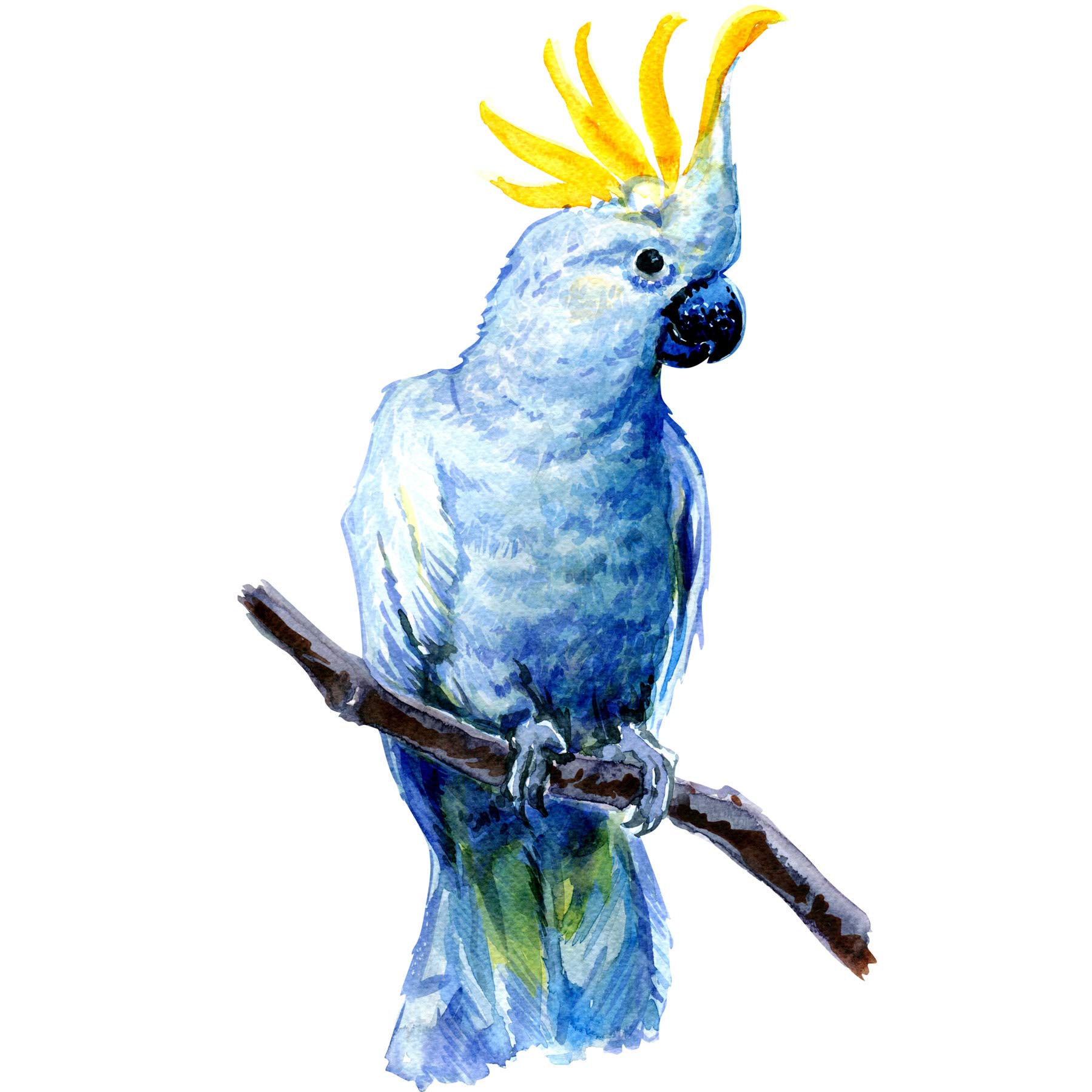 Wee Blue Coo Bird Cockatoo Painting Art Print Poster Wall Decor