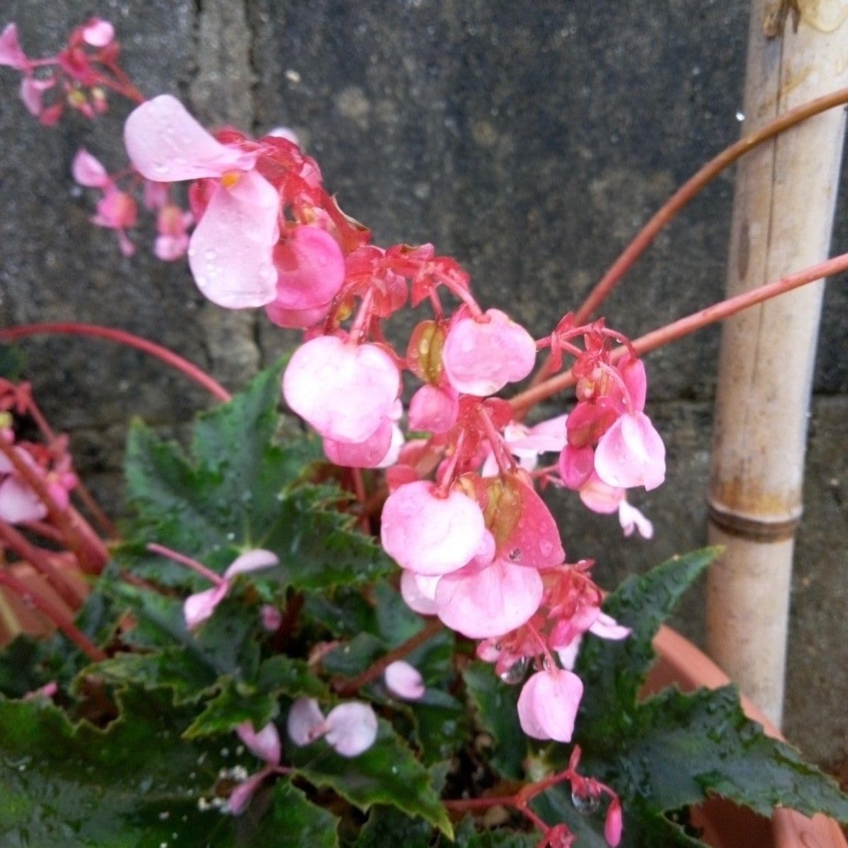 木立ベゴニア ピンク 苗 観葉植物
