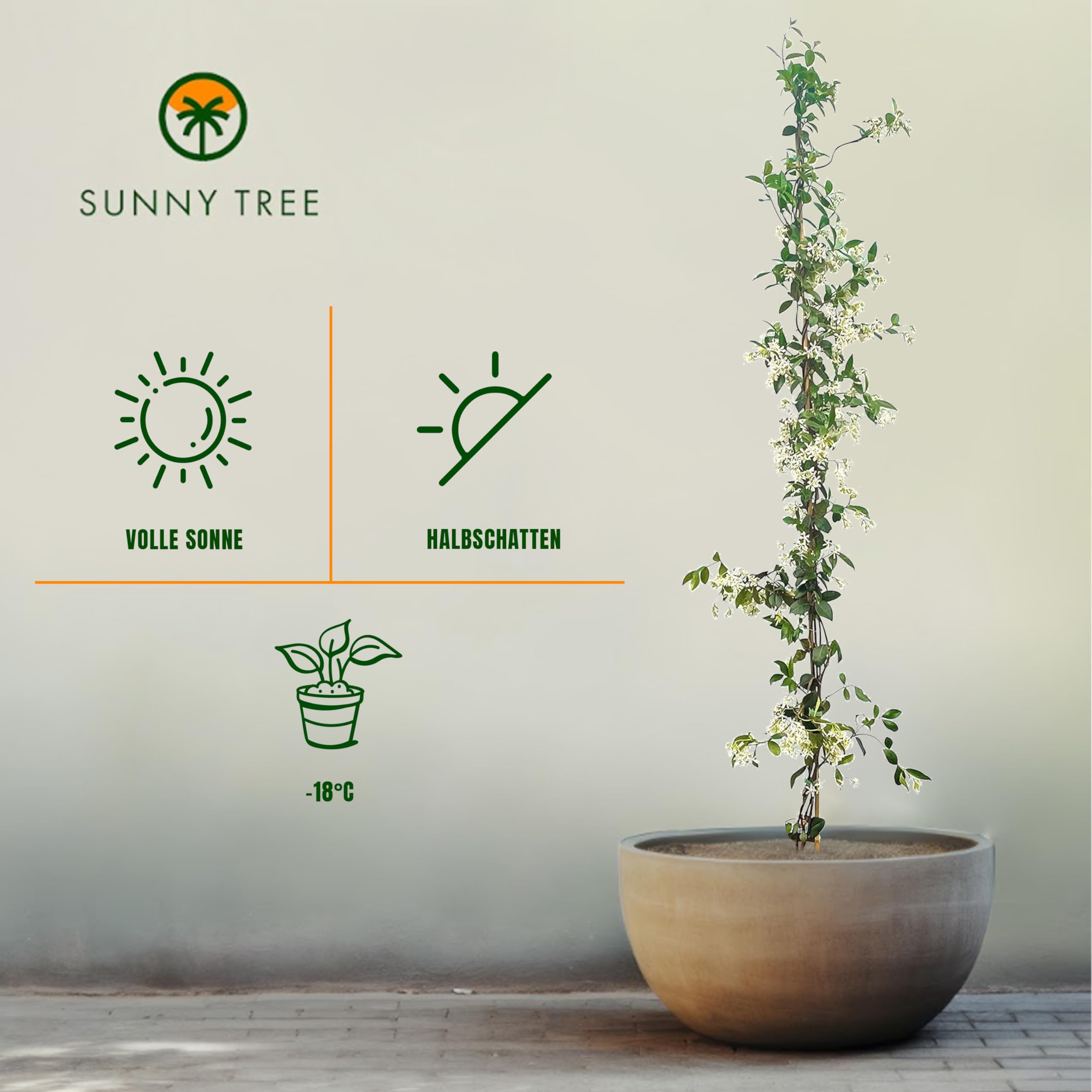 Sunny Tree - 2 szt. jaśmin - toskański jaśmin - Trachelospermum Jasminoides - 120 cm - Roślina pnąca - Mrozoodporna - A+