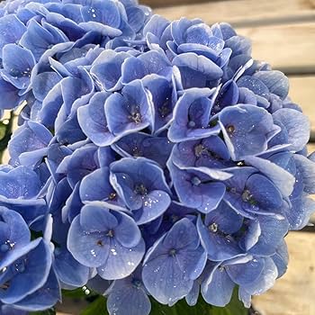 その他 hydrangea0223 Hydrangea Tuff Stuff Ah-Ha® Mountain Hydrangea – Wayside