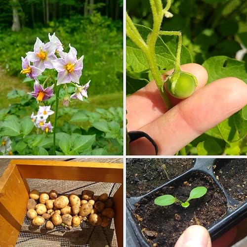 Miniatura 3 de 60 semillas de papa para plantar al aire libre, semillas de papa auténticas TPS de color amarillo rojizo reliquia, plantar papa a partir de semillas