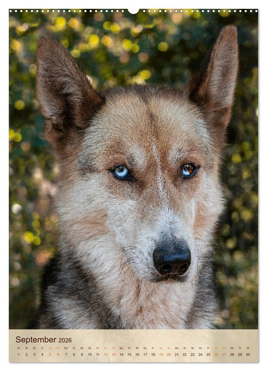 Im Husky-Rudel (Wandkalender 2026 DIN A2 hoch), CALVENDO Monatskalender: Eine charakteristische Bilderserie, die das friedvolle und spielerische ... von Huskies dokumentiert. (CALVENDO Tiere)