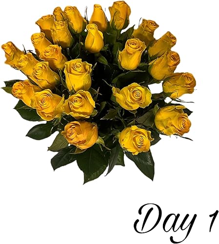 Miniatura 3 de Flores de Boyaca 24 tallo, rosa amarilla con jarrón, granja fresca, tallo largo 19.7 in, flores frescas cortadas al por mayor directa de la granja.