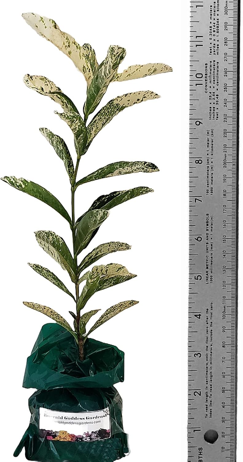 Thai Snow Variegated Leaf- Ixora coccinea Hybrid - Live Tropical Shrub Plant - Unusual White Flower - Emerald Goddess Gardens Starter Sz 4 Inch Pot