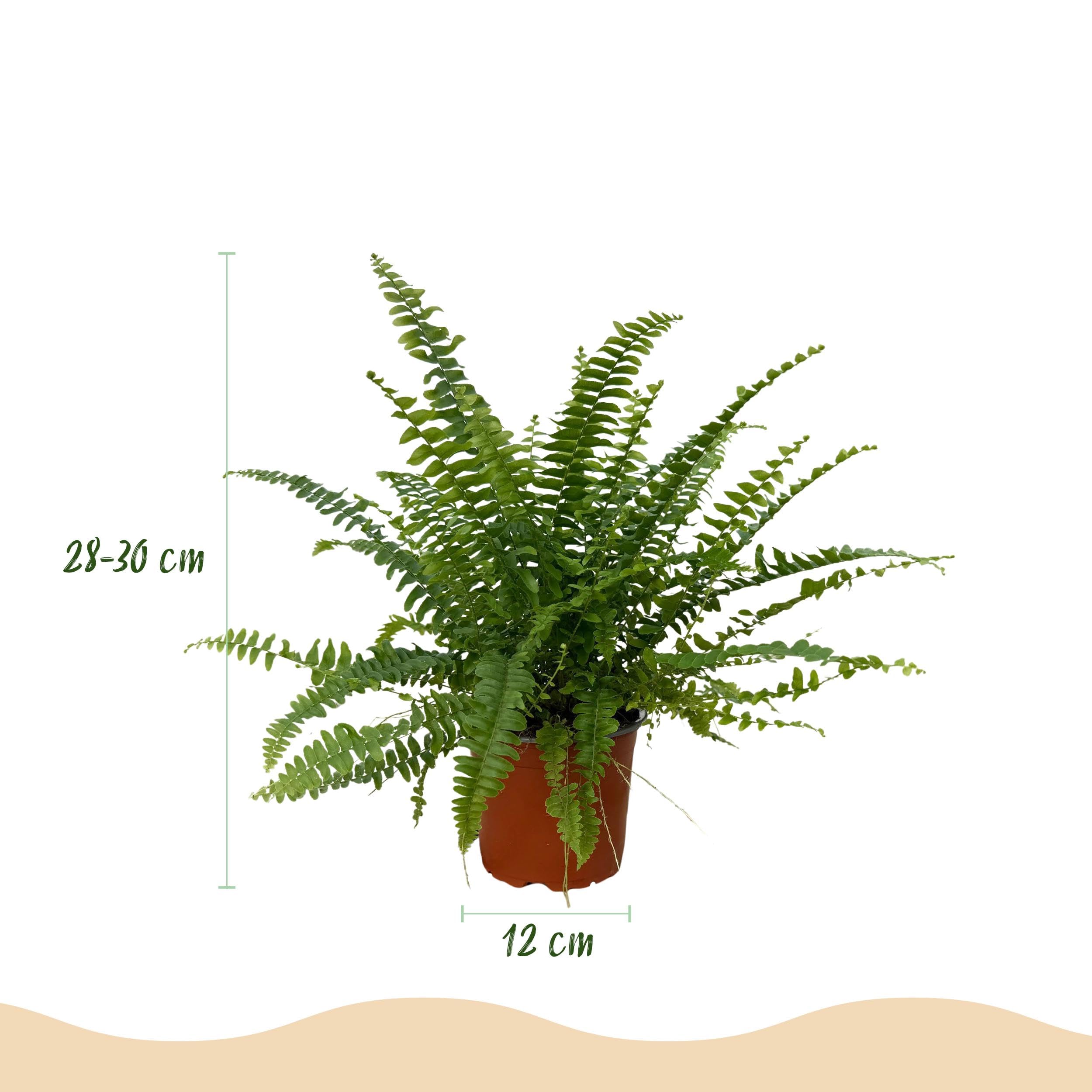 Nephrolepsis exaltata Green Lady - Farn - Haustierfreundliche Pflanze - Grün - 4 Pflanzen - mit Potter Grey - 25cm - Ø12cm - Zimmerpflanze - Komplettes Set - Pflanze mit Topf