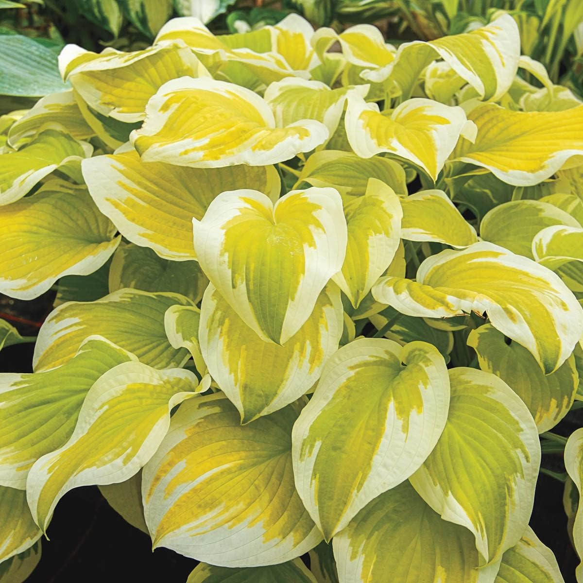Amazon.com : Spring Morning Hosta Dormant Bare Root Shade Loving ...