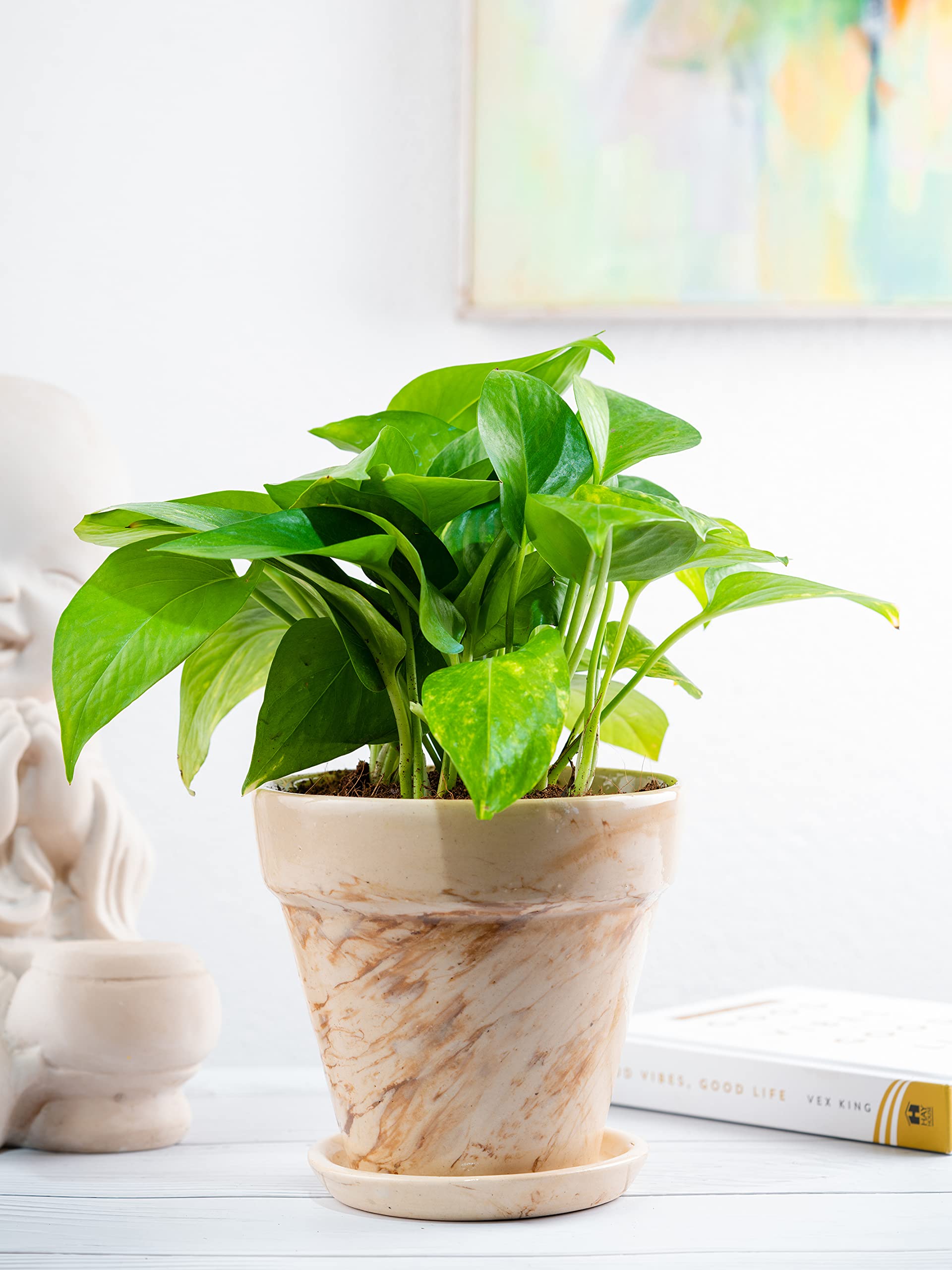 Nurturing Green® Lucky Money Plant Green in 4.5 Inch Wide White Plastic Pot (Size: Medium) | Living Room Plants | Indoor Plants (B09TR4K9W5) Amazon Price History, Amazon Price Tracker
