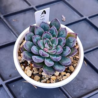 多肉植物 スティルラビングユー A