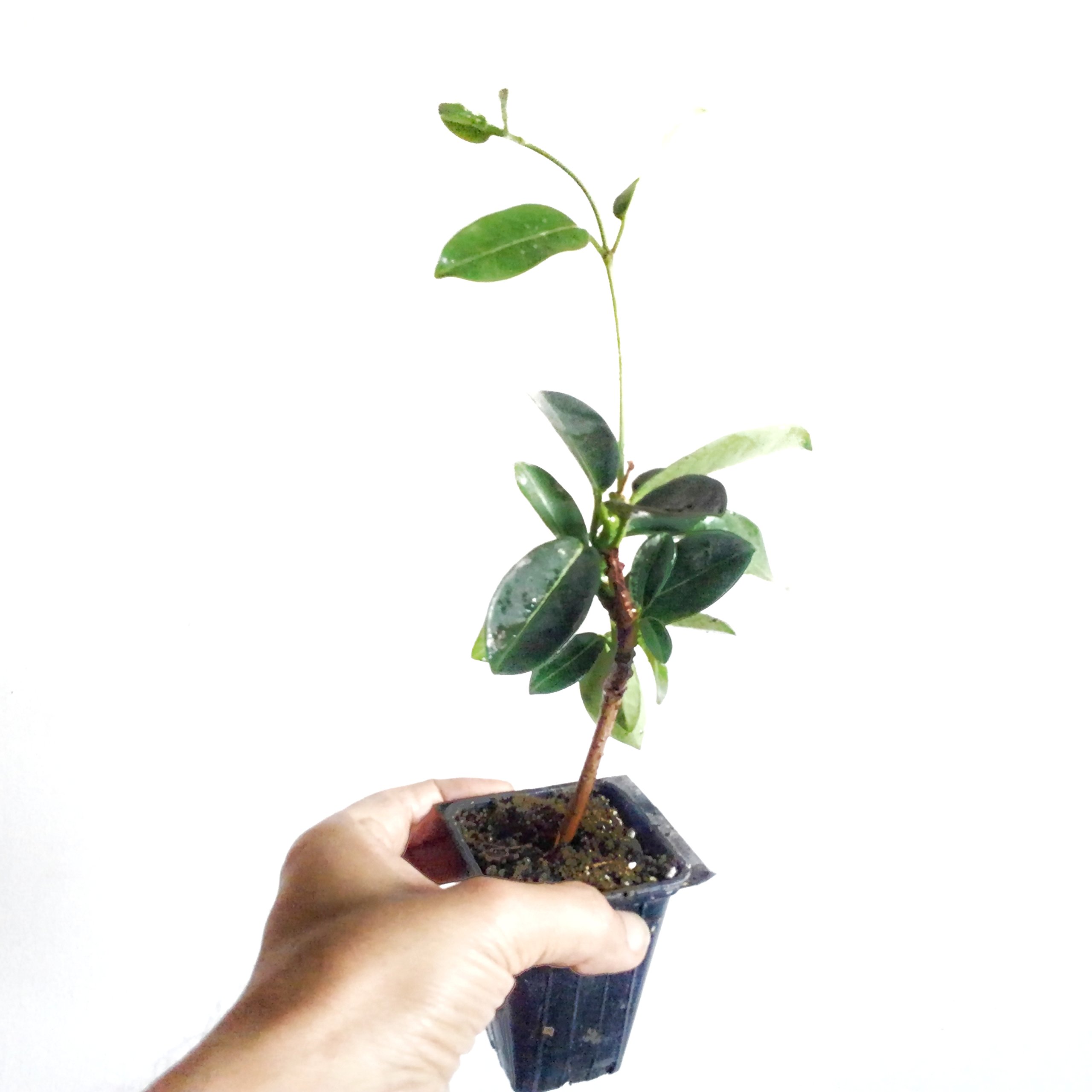 Buy Star Jasmine Vine s 4 s Confederate Jasmine Trachelospermum