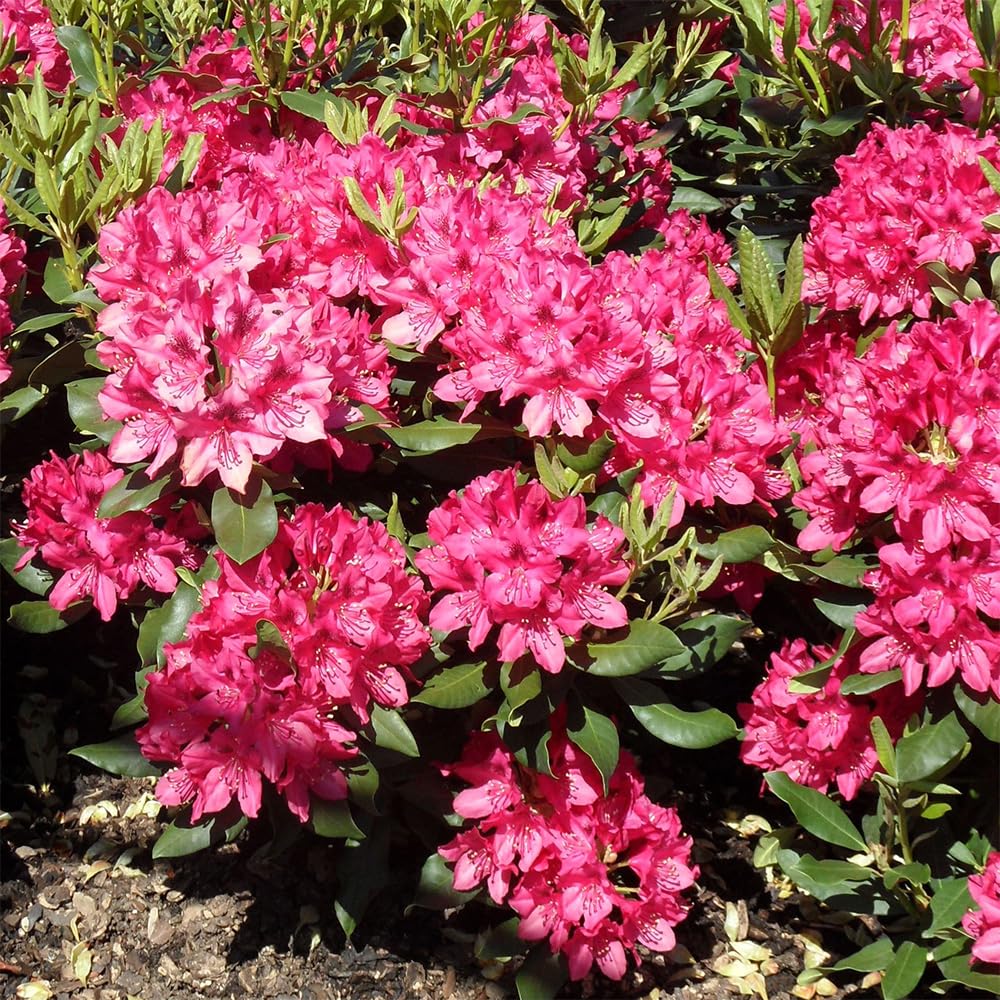 Evergreen Shrubs Rhododendron