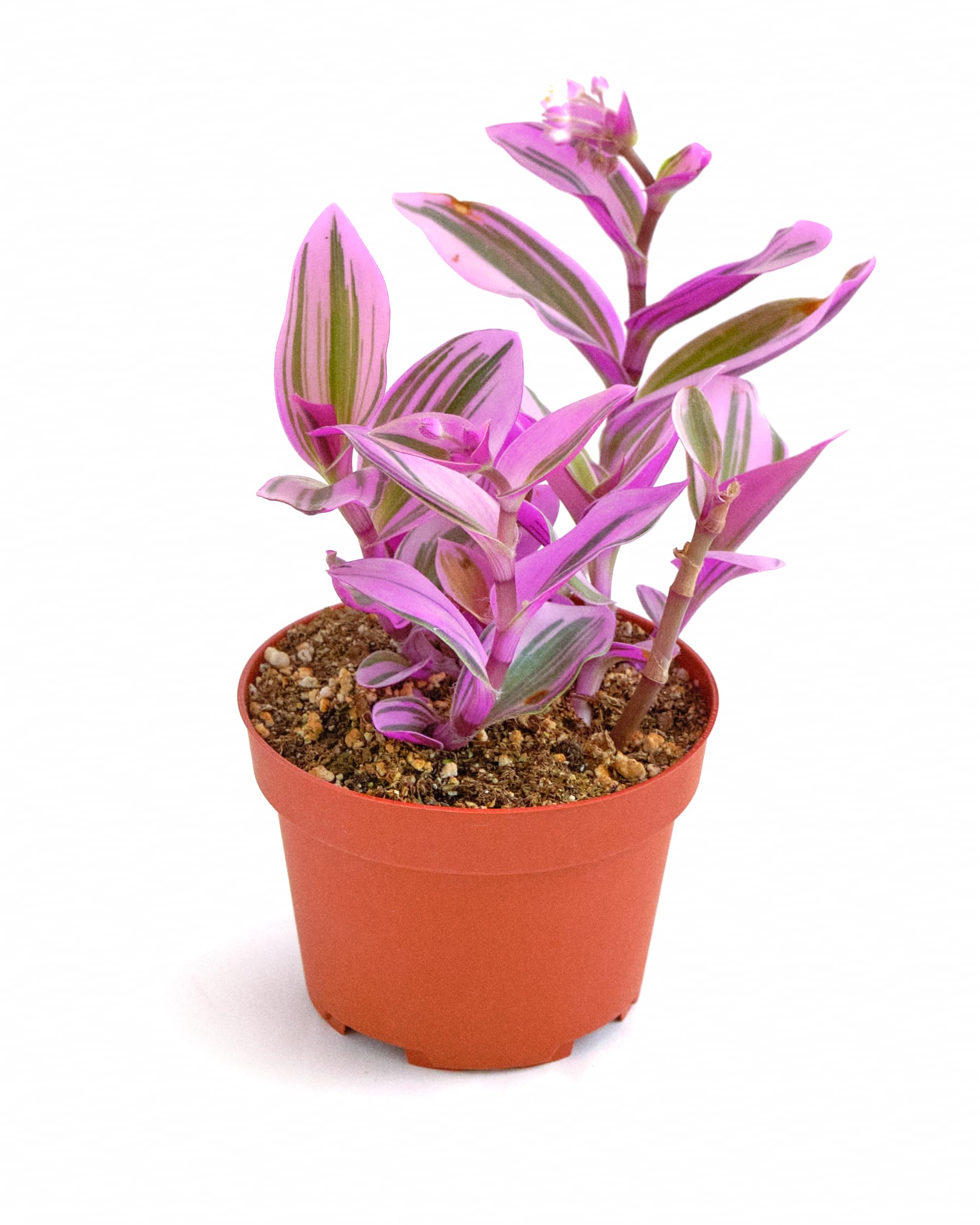 Shop Succulents Tradescantia Nanouk 4 inch Pot