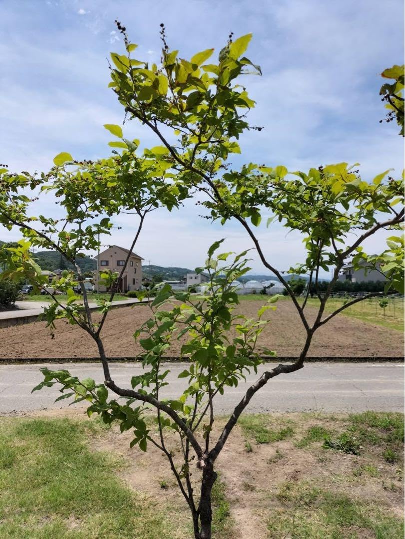 モンステラ25 斑入り レガシー デリシオーサ 葉付き発根済み