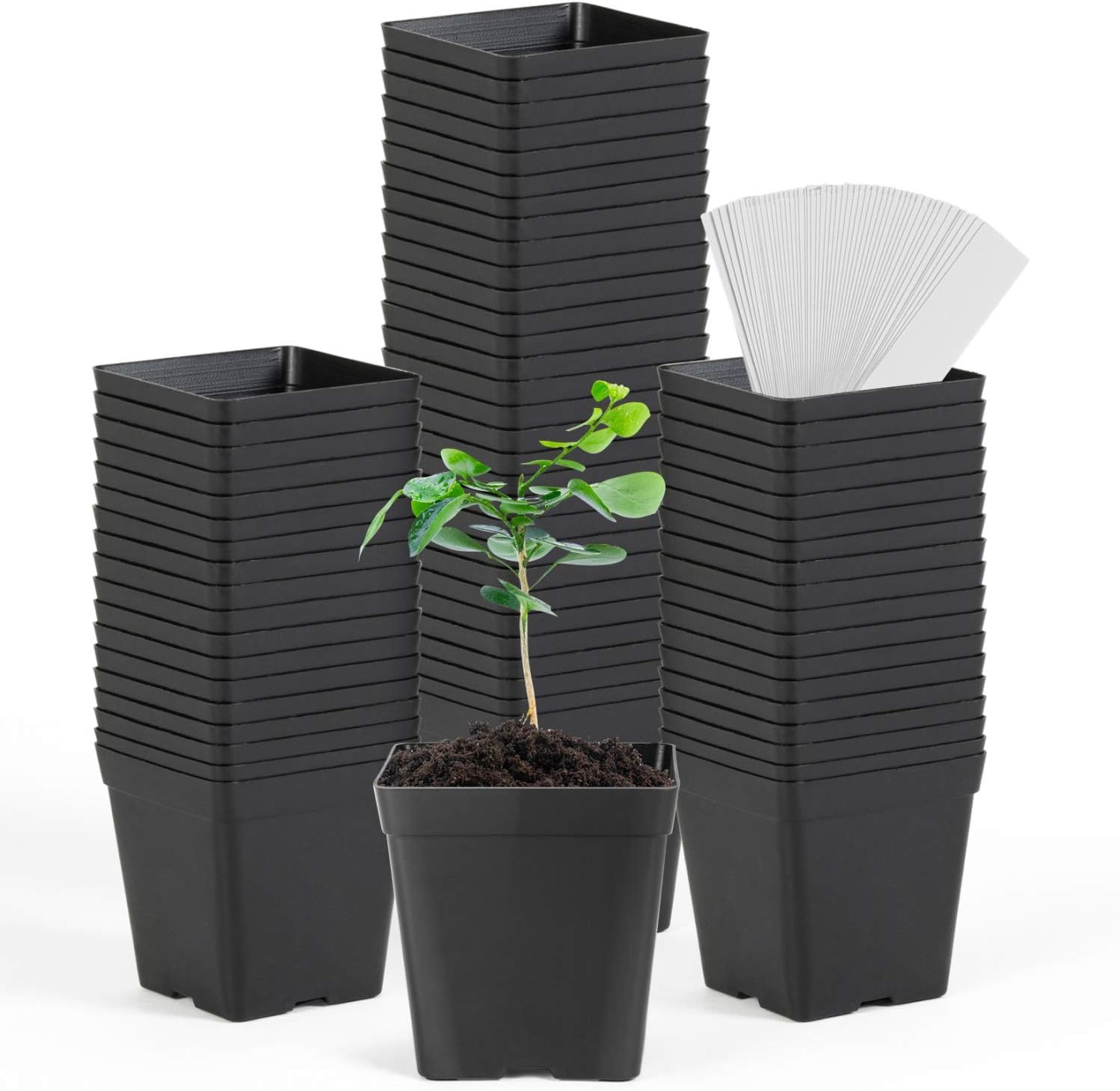 June Fox Square Nursery Pots 3.3 Inches Flexible Plastic Seedling Pots Square Pots for Plants, Succulent, Flower, Pack of 60, with 60 PCS Plant Labels
