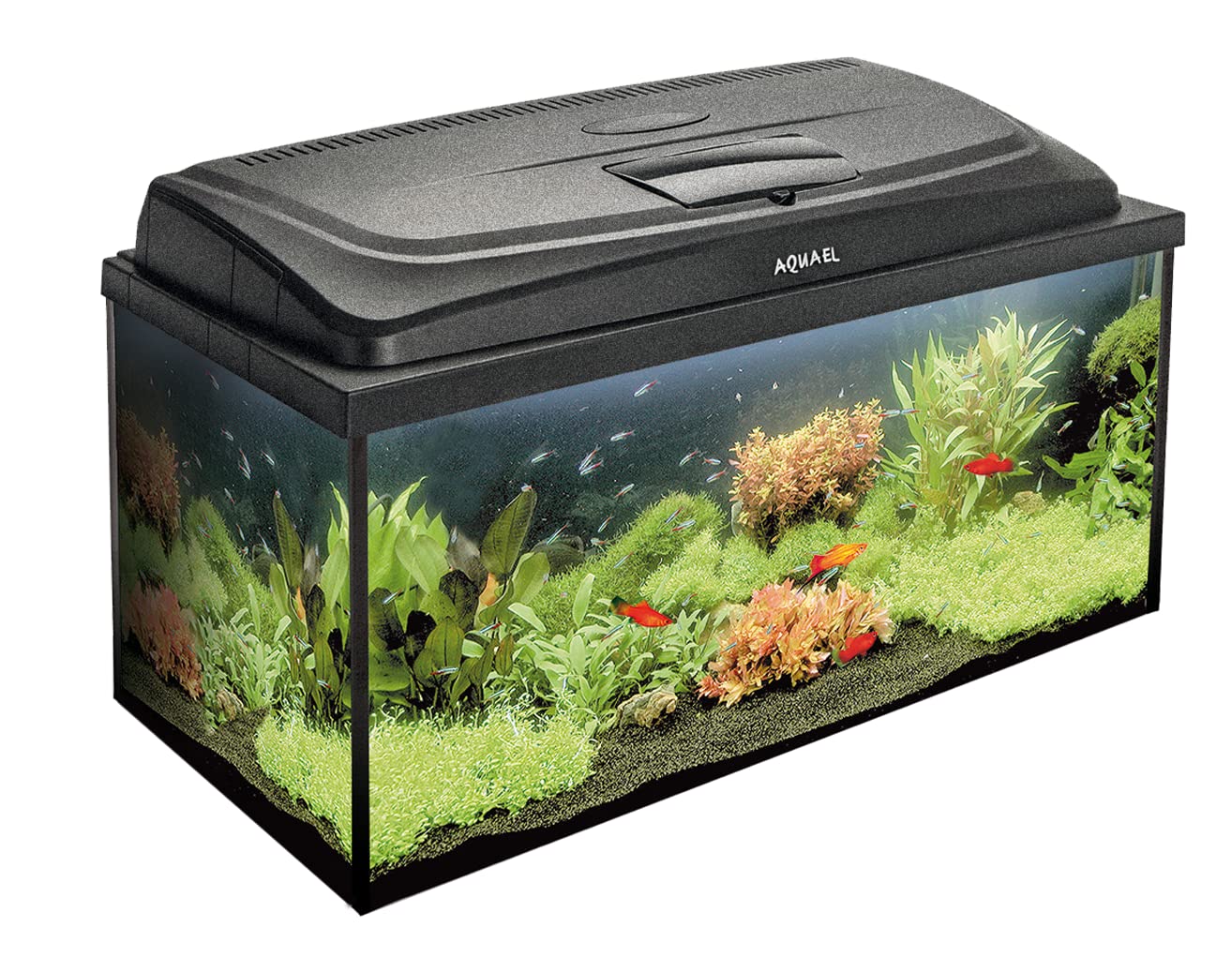 AQUA4FAMILY 80/P D&N - Set di aquarien