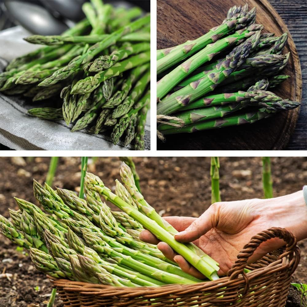 Asparagus Crowns ‘Continuity Collection’ Asparagus officinalis Hardy