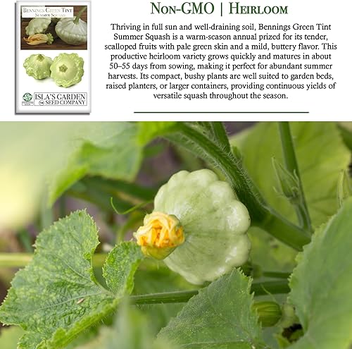 Miniatura 3 de Bennings Green Tint Summer Squash, 30 semillas tradicionales por paquete, Patty Pan Squash, semillas sin OMG, nombre botánico: Cucurbita Pepo,