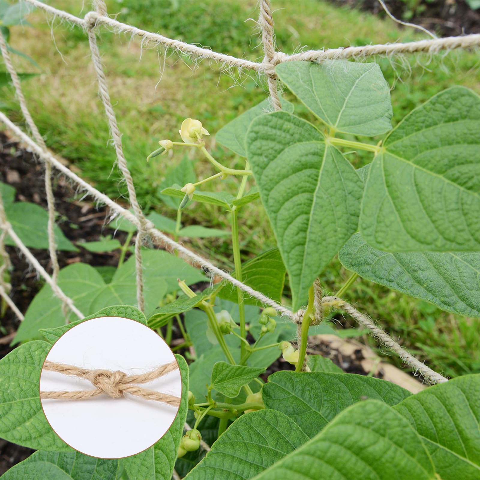 Filet Support Plantes Grimpantes 2m X 5m – Jute Naturel Biodégradable & Compostable – Treillis Jardin Pour Haricots, Pois, Tomates, Concombres