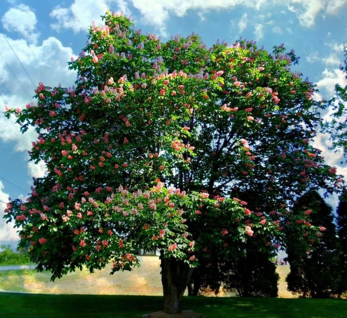 Red Buckeye Tree - 6-14" Tall Live Plant - Quart Pot - Native Flowering Shade Tree - Aesculus Pavia