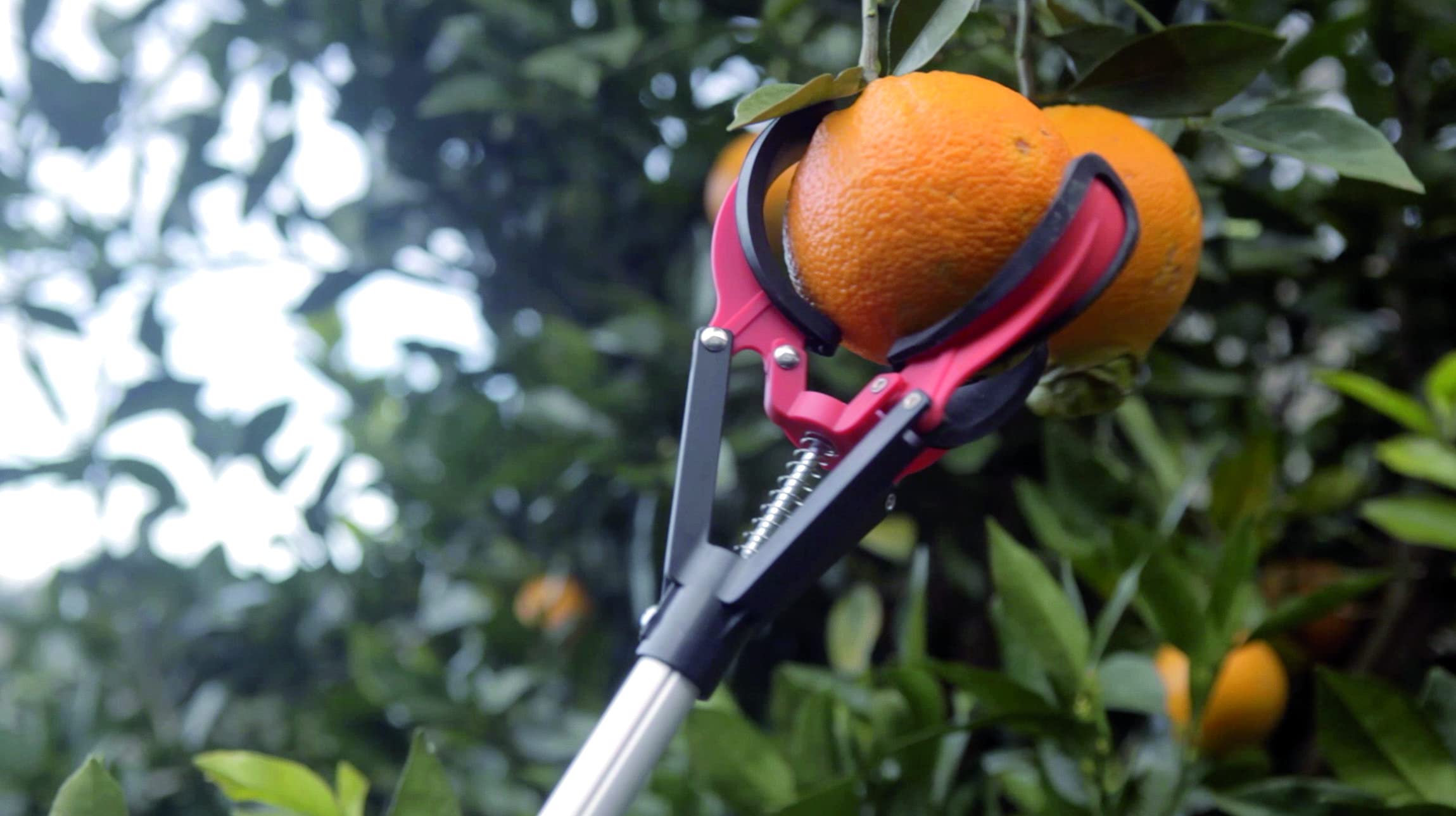 Altuna 90101 - Recogefrutas de 3 pinzas telescópico para llegar a todas las altura, extensible de 1,3-2 m