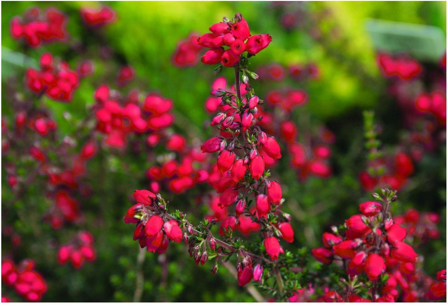 GrowOn ShrubsBell Heather Erica Cinerea 'Stephen Davis' | Evergreen Shrub | Outdoor Garden Ready Plant | Summer and Autumn Flowering | Red Flowers