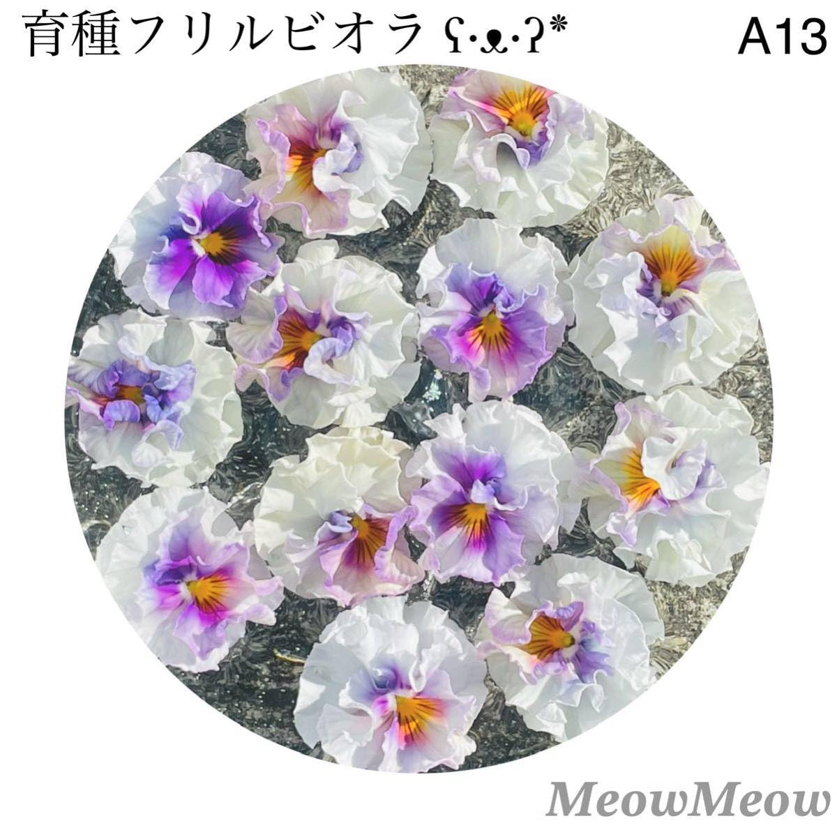 biora 様 Amazon.co.jp: A13MeowMeow交配 フリルビオラの種 30粒 : DIY