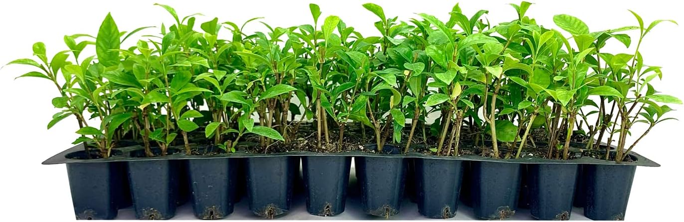 Gardenia August Beauty | 10 Live Plants | Gardenia Jasminoides | Beautiful Fragrant White Blooming Shrub