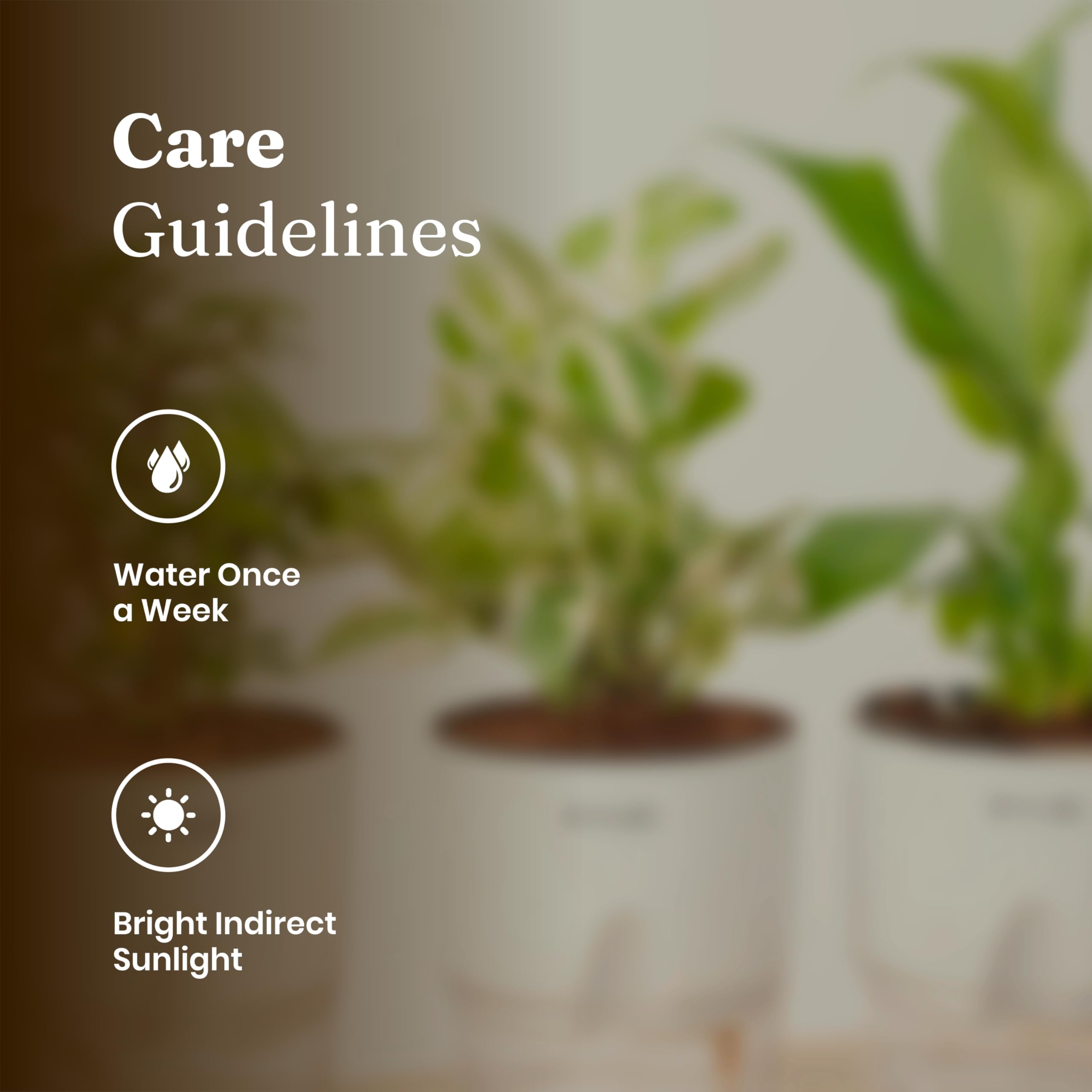 Kyari Combo of 4 Indoor Plants - Jade, Spider, Oyster (Rhoeo), Golden Money with White Self Watering Pot 4 Inch - Live Plants for Home Decor, Living Room, Office Desk - Air Purifying Vastu Plant Set 3