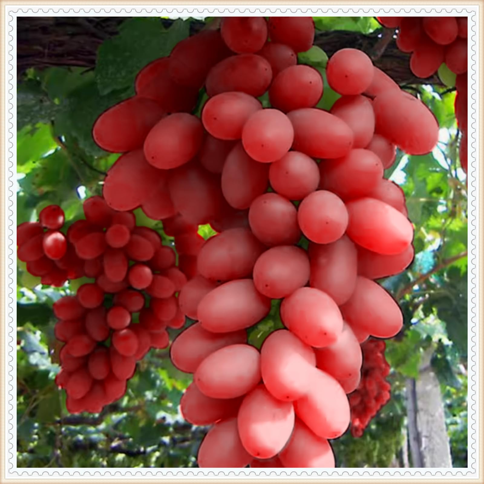 Perennial, Grape Roots, for Stunning Garden Displays-1 Bulb-D