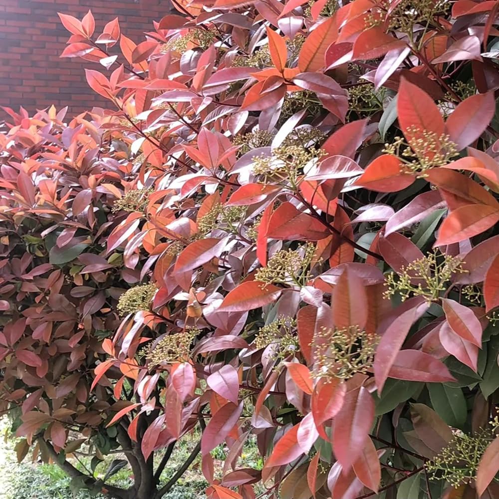 300 pcs photinia red robin pflanzen garten glanzmispel red robin  samen(heckenpflanzen) winterharte kbelpflanzen buchsbaum bume garten  winterhart immergrne strucher winterhart winterharte : Amazon.de: Garten