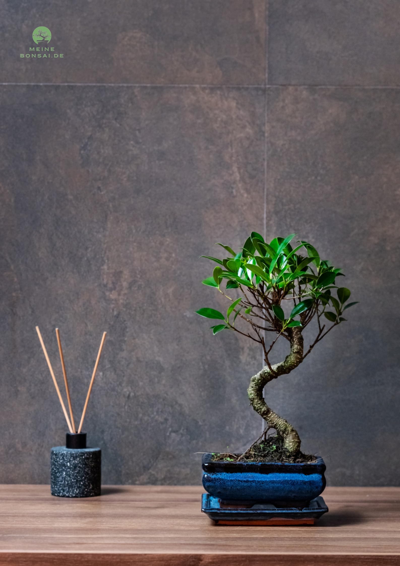 Arbre bonsaï Ficus Microcarpa en pot céramique 15 cm 8-9 ans