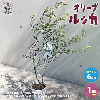 オリ-ブ（ルッカ）（大きいサイズカッチョイイ） オリ-ブ（ルッカ）（大きいサイズカッチョイイ） 園芸ネット本店