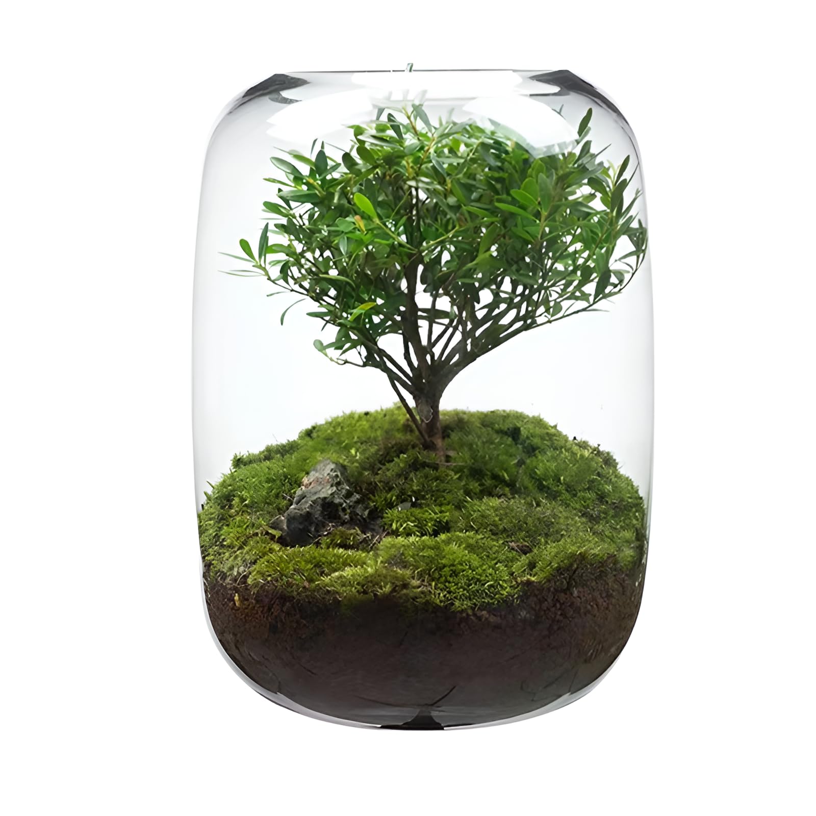 Amazon.co.jp: [Yizibuur]苔テラリウム テラリウム 初心者でも育て
