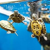 Vista 5 de Cartucho de filtro de acuario para filtros de alimentación Whisper Bio Bag, paquete de 9 cartuchos de filtro grandes ensamblados para acuario