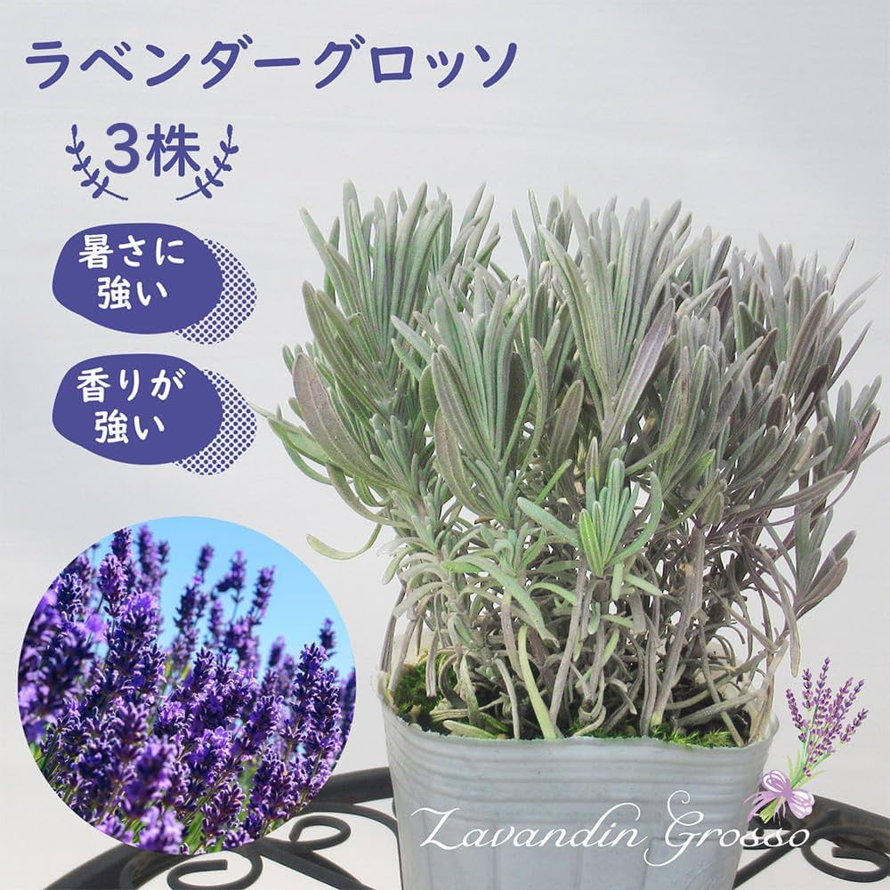 Amazon.co.jp: ラベンダー 苗 「 グロッソ 」【 3株 】9cmポット 苗 Amazon.co.jp: ラベンダー 苗 「 グロッソ 」【 3株 】9cmポット 苗