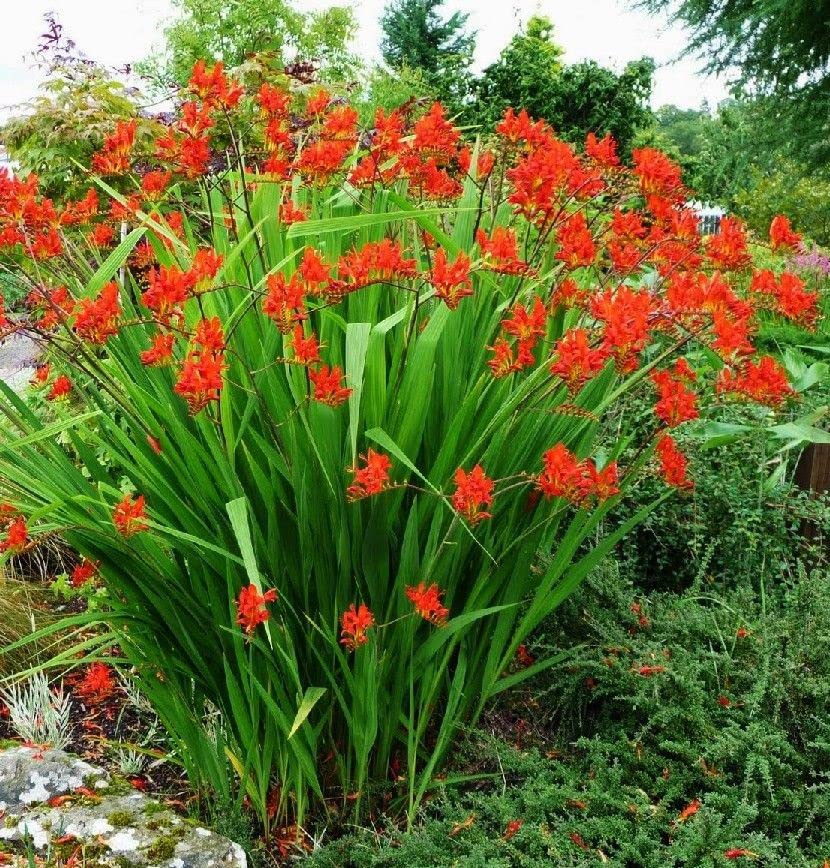 Amazon.com : Votaniki Spectacular Lucifer Crocosmia Lily Bulbs